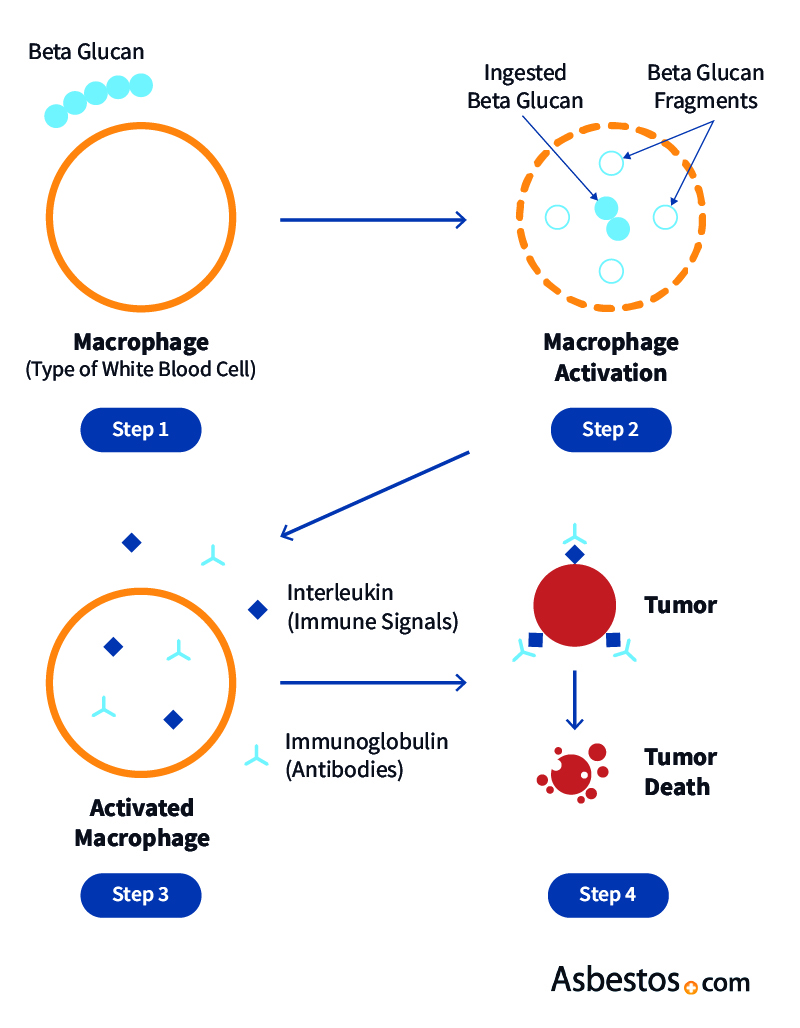 How beta glucan can boost immunity illustration.