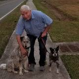 Kevin Hession walking his dogs